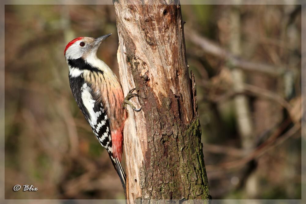 Middle Spotted Woodpecker