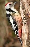 Middle Spotted Woodpecker