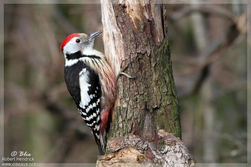 Middle Spotted Woodpecker male adult breeding, identification