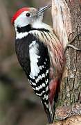 Middle Spotted Woodpecker