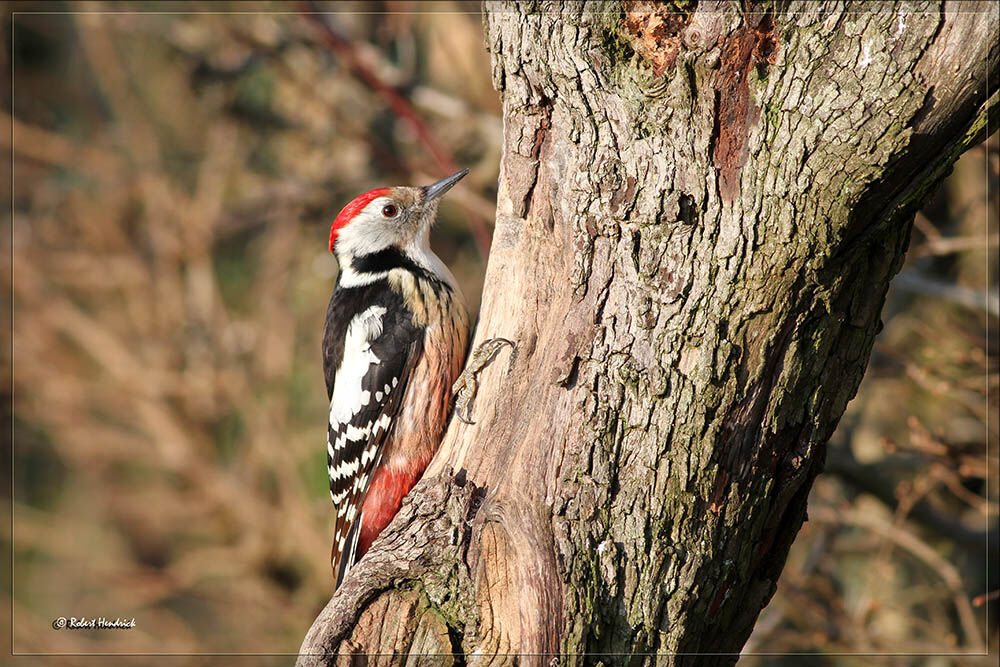 Middle Spotted Woodpecker