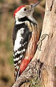 Middle Spotted Woodpecker