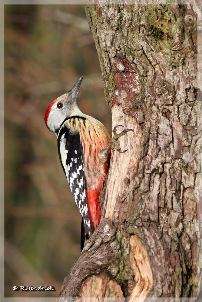 Middle Spotted Woodpecker