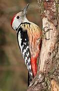 Middle Spotted Woodpecker