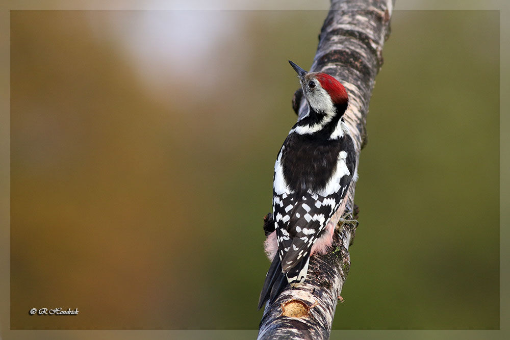 Middle Spotted Woodpecker