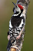 Middle Spotted Woodpecker