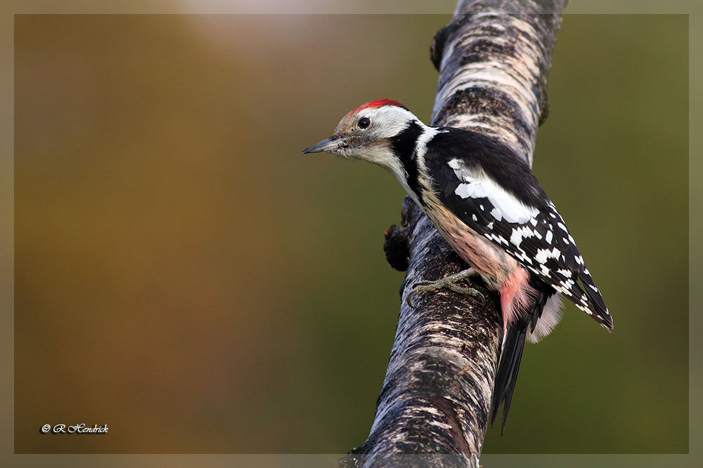 Middle Spotted Woodpecker