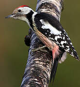 Middle Spotted Woodpecker