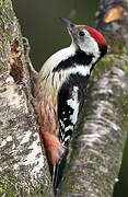 Middle Spotted Woodpecker