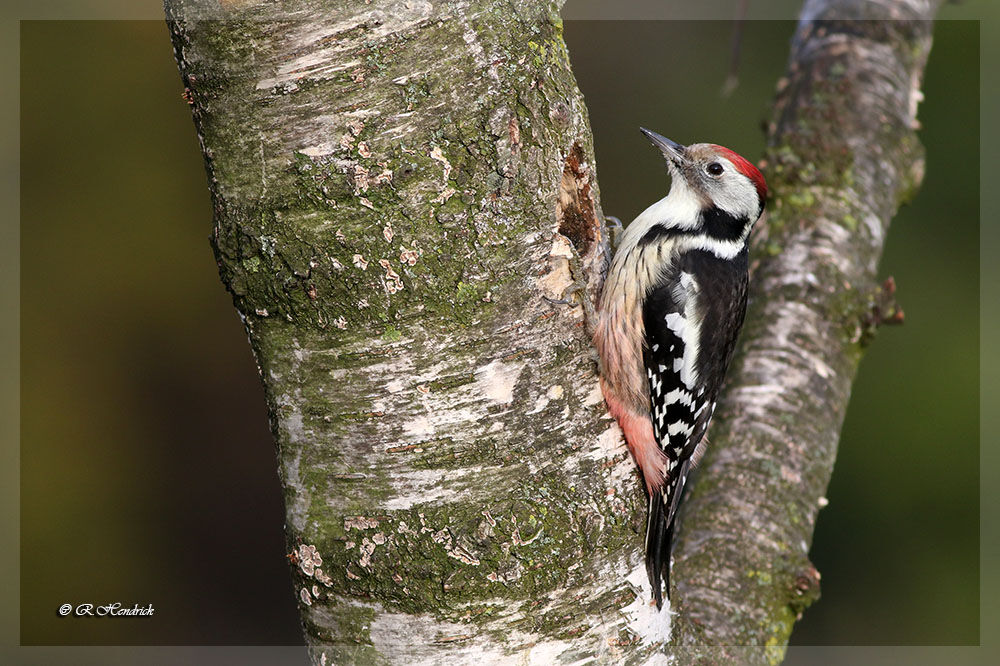 Middle Spotted Woodpecker