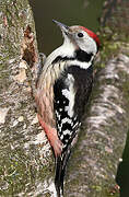 Middle Spotted Woodpecker