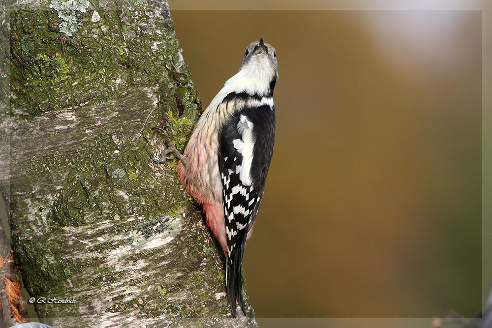 Middle Spotted Woodpecker