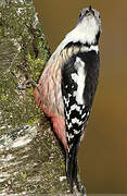 Middle Spotted Woodpecker