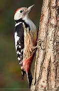 Middle Spotted Woodpecker