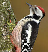 Middle Spotted Woodpecker