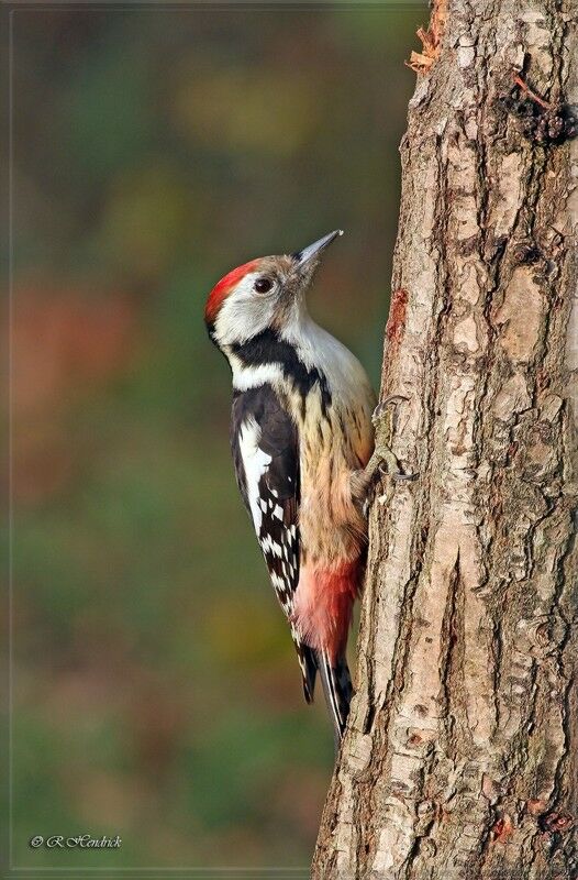 Middle Spotted Woodpecker