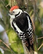 Middle Spotted Woodpecker