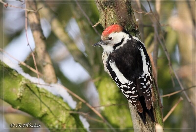 Middle Spotted Woodpecker