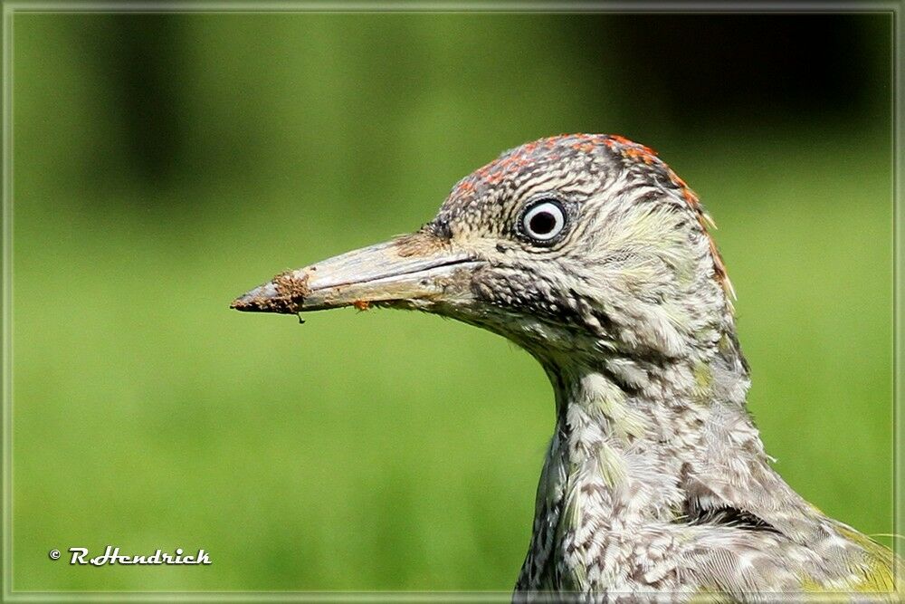 European Green Woodpecker