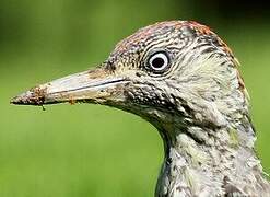 European Green Woodpecker