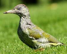 European Green Woodpecker