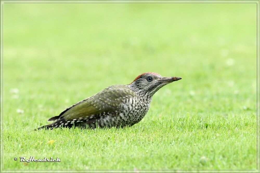 European Green Woodpecker