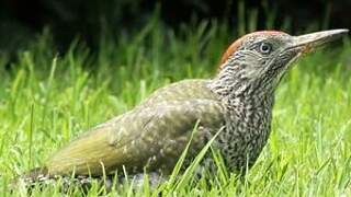 European Green Woodpecker