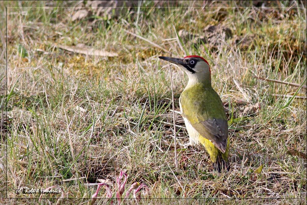 European Green Woodpecker