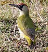 European Green Woodpecker