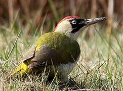 European Green Woodpecker