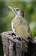 European Green Woodpecker