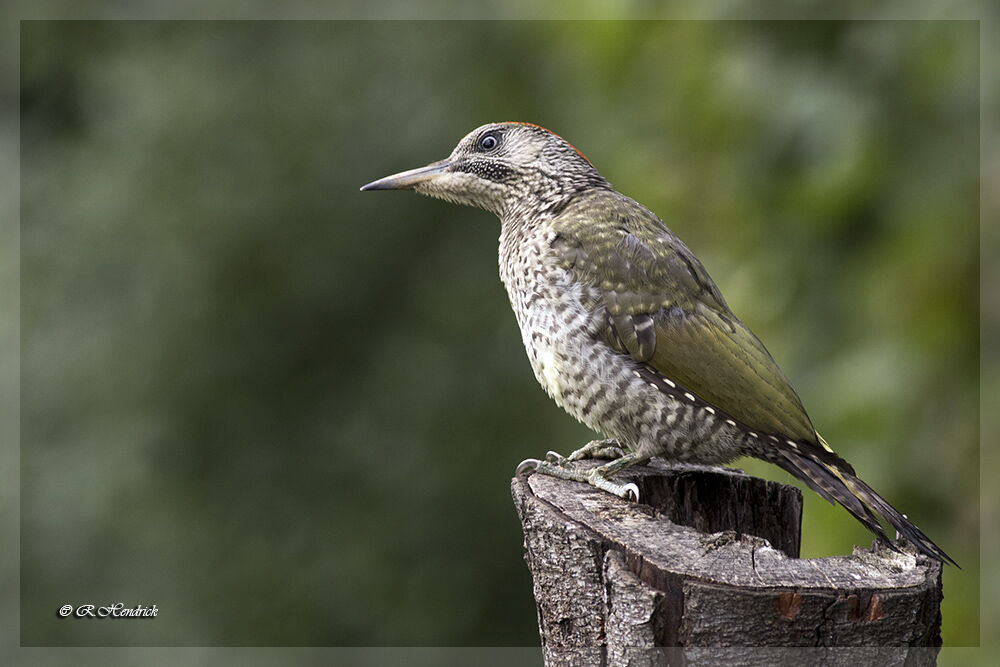 European Green Woodpecker