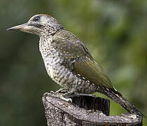 European Green Woodpecker