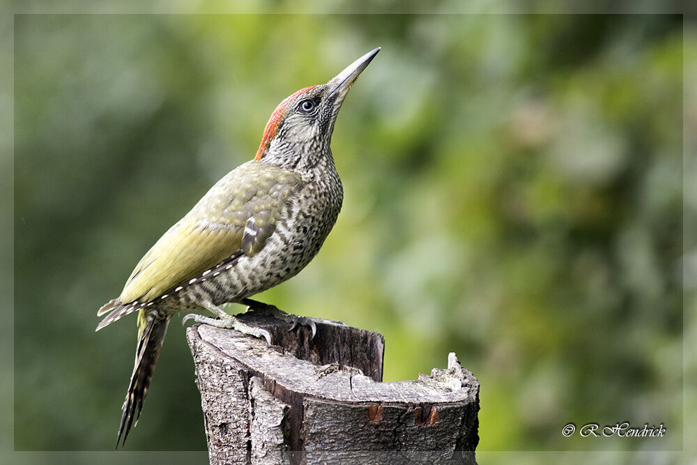 European Green Woodpecker