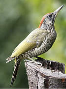 European Green Woodpecker