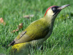 European Green Woodpecker