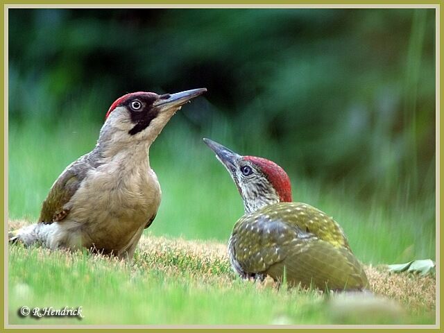 European Green Woodpecker