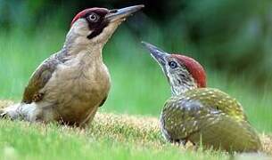 European Green Woodpecker