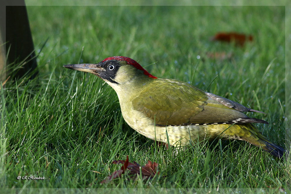 European Green Woodpecker