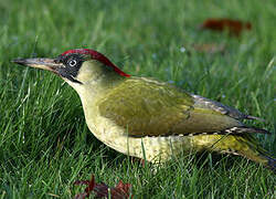 European Green Woodpecker