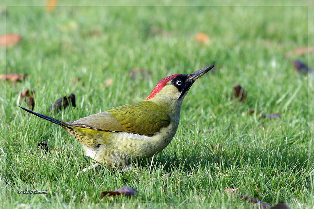 European Green Woodpecker