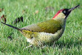 European Green Woodpecker