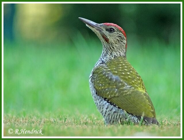 European Green Woodpecker