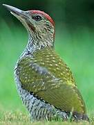 European Green Woodpecker