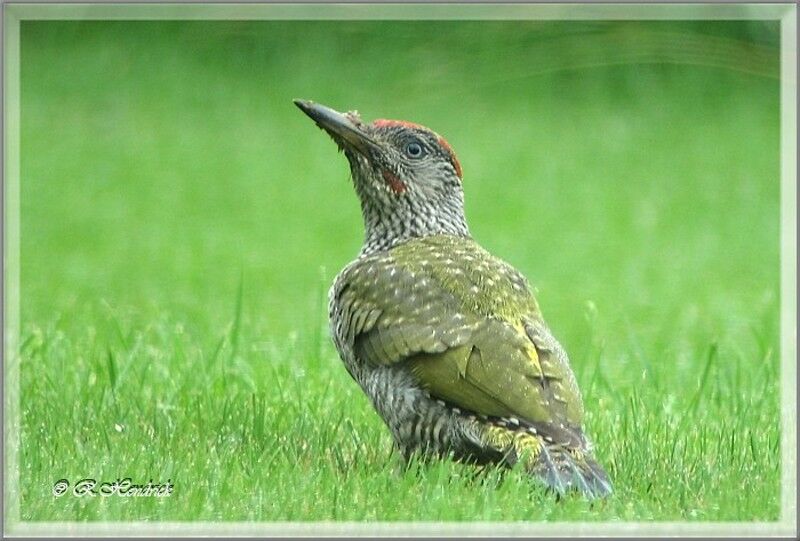 European Green Woodpecker