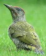 European Green Woodpecker