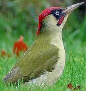 European Green Woodpecker