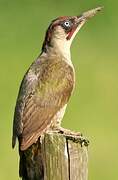 European Green Woodpecker