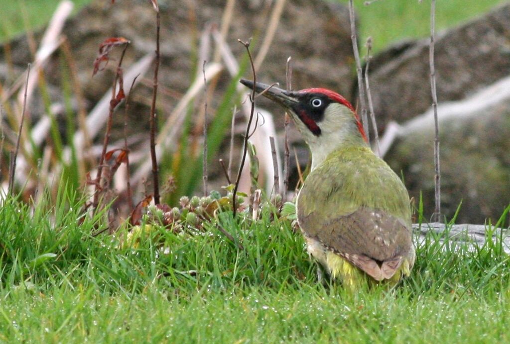 European Green Woodpecker