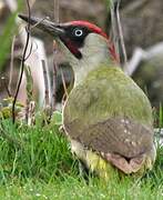 European Green Woodpecker